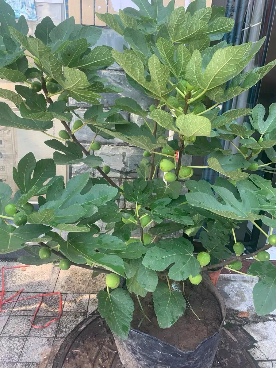 ?非常适合在家里种的几款水果? ?