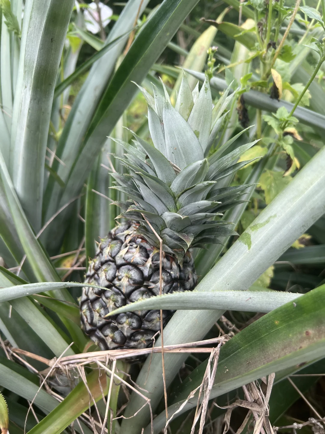 丰收的季节～各种水果