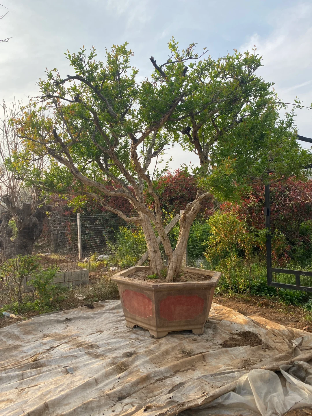 精品大红袍石榴树