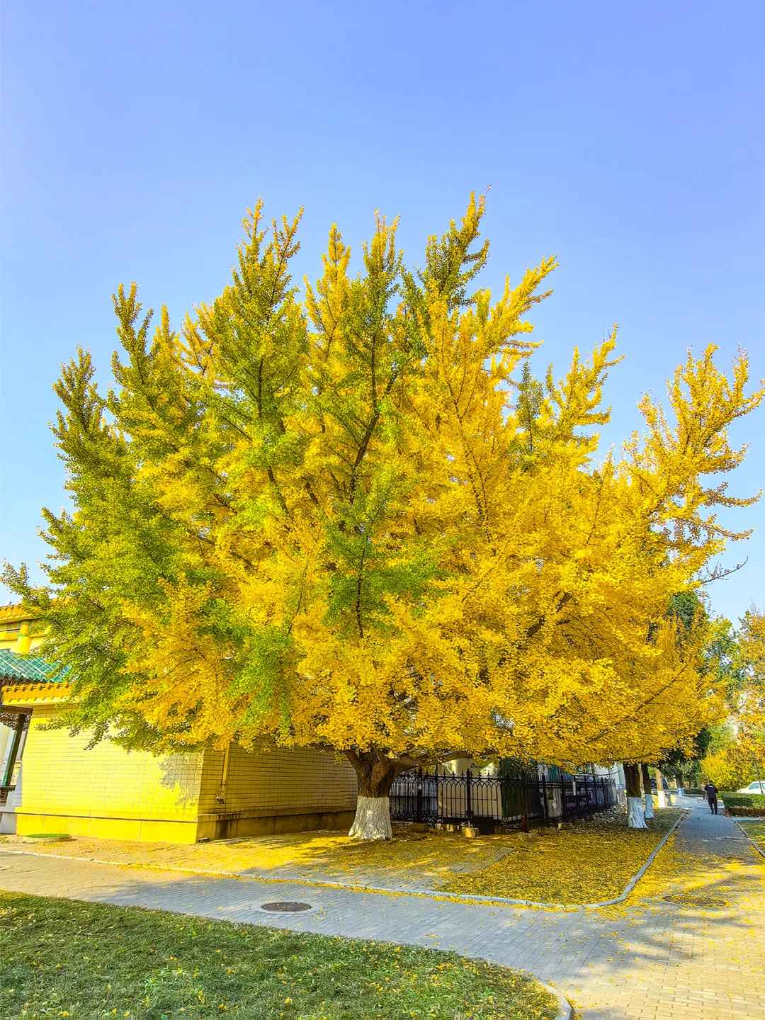 11.19全国农业展览馆｜打卡北京最后的秋天