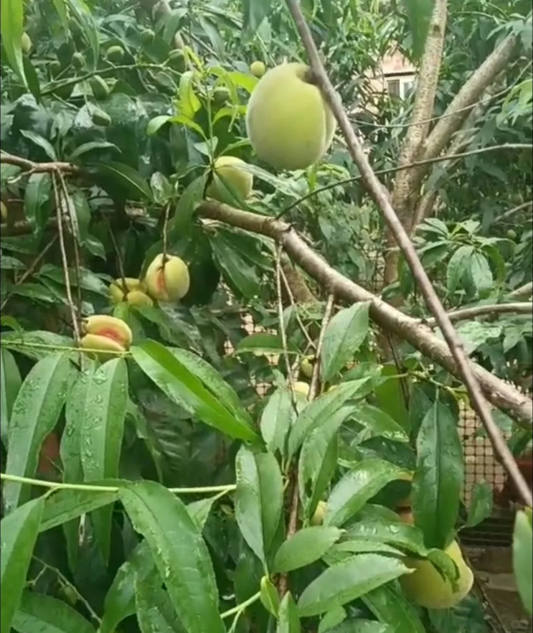 广西真的能种好多水果！！