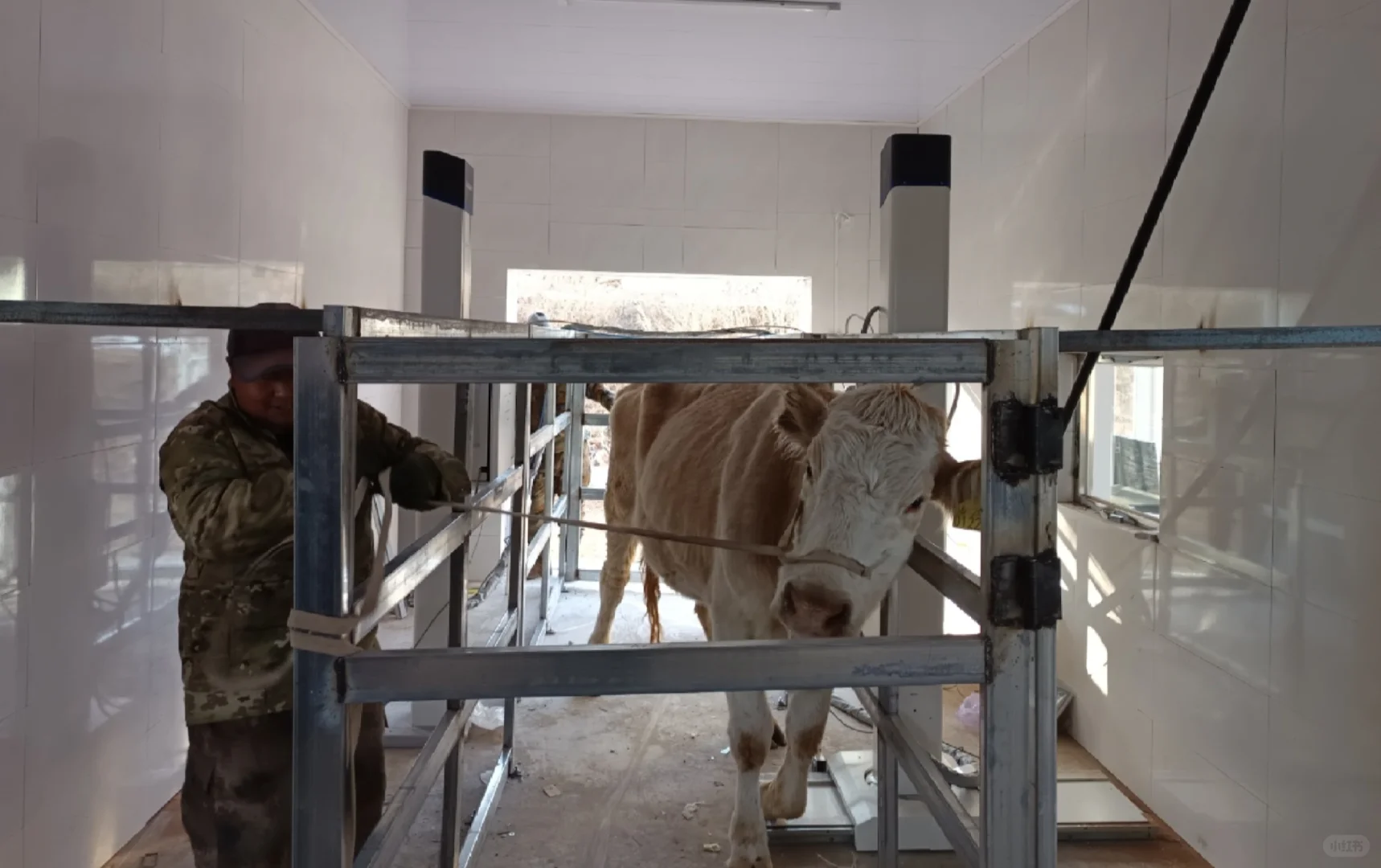 双立柱大动物DR设备｜畜牧大动物场所专用