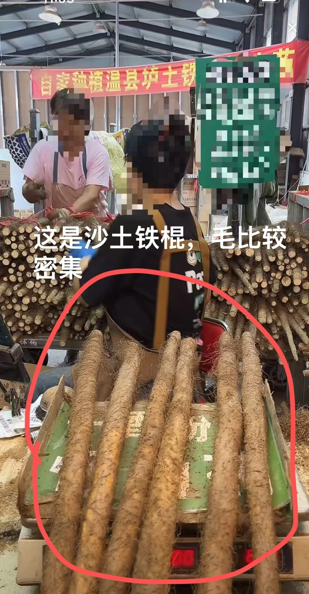 有人在等我家山药采挖吗?终于要霜降了