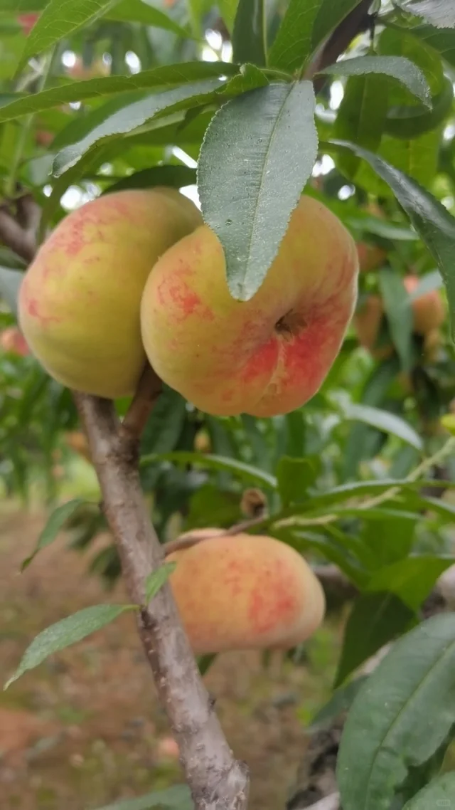 元梦之星农场赏析初心32小时作物蟠桃