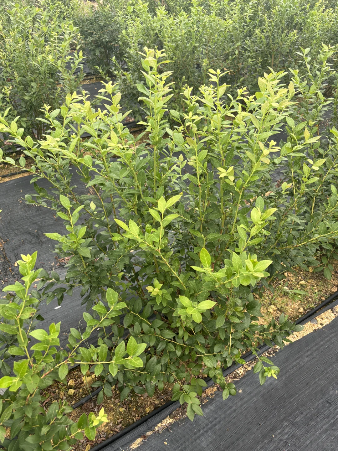 秋天降温后树长的贼快