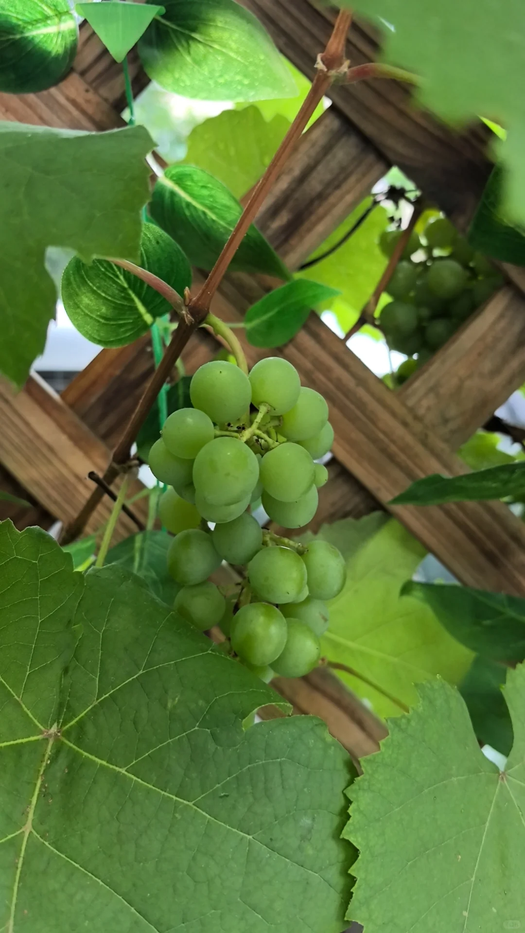 家里的葡萄树太好看了！！！