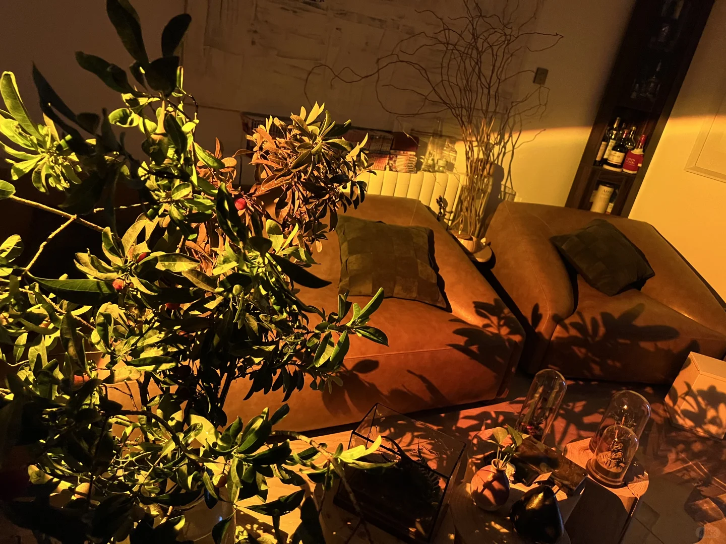 室内种一季果树