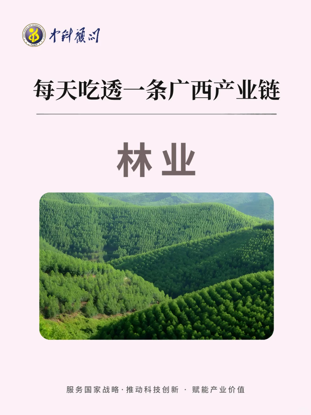 ?每天吃透一条广西产业链 林业