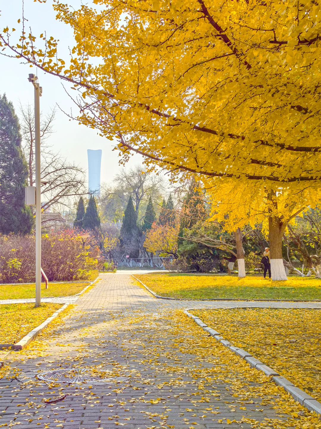 11.19全国农业展览馆｜打卡北京最后的秋天