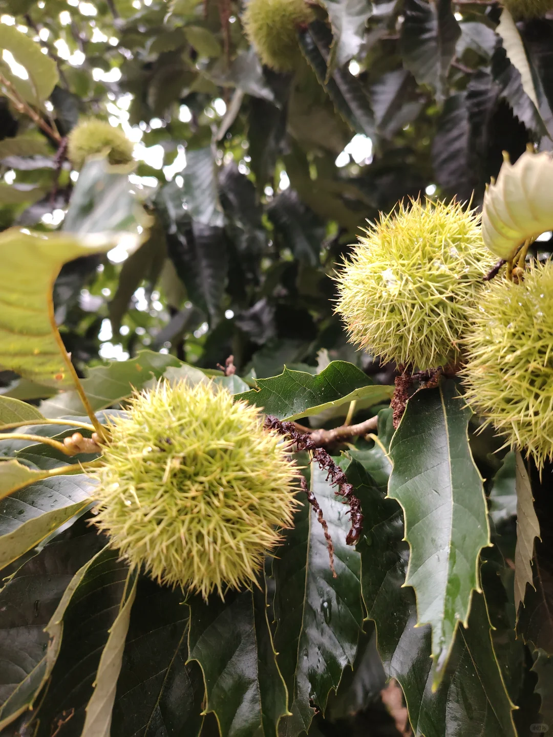 硕果累累的季节