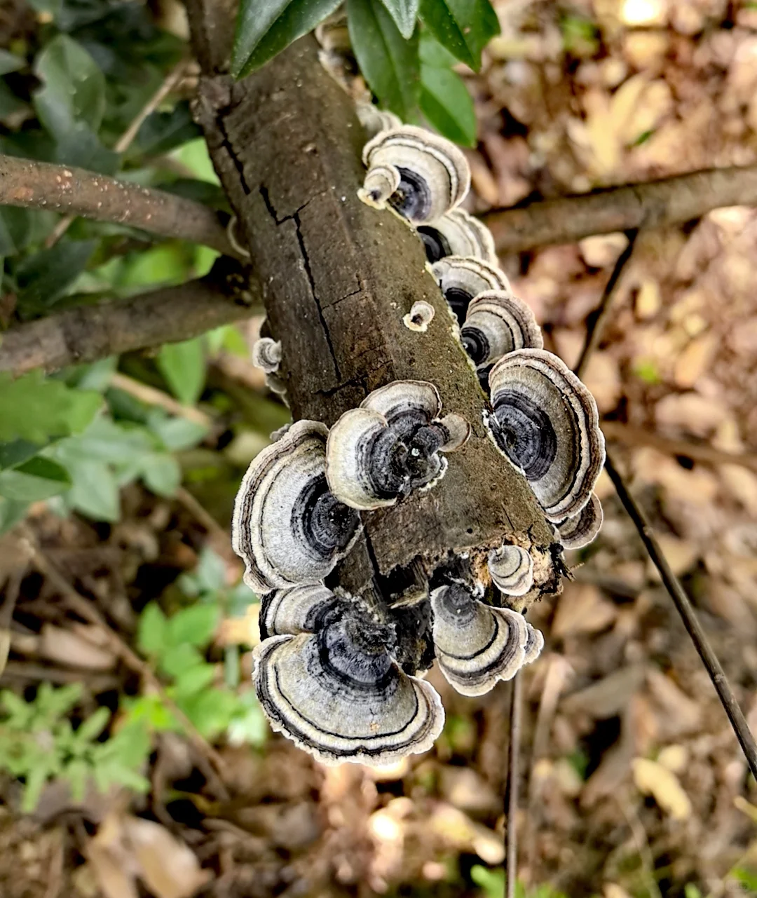 林业调查除了累，其他都挺好