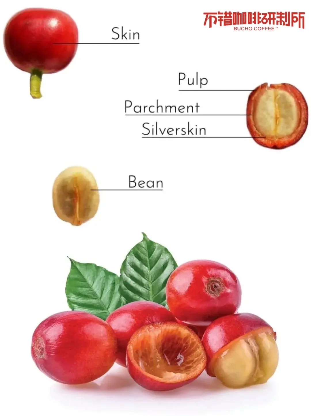 咖啡其实是一种水果｜咖啡知识分享