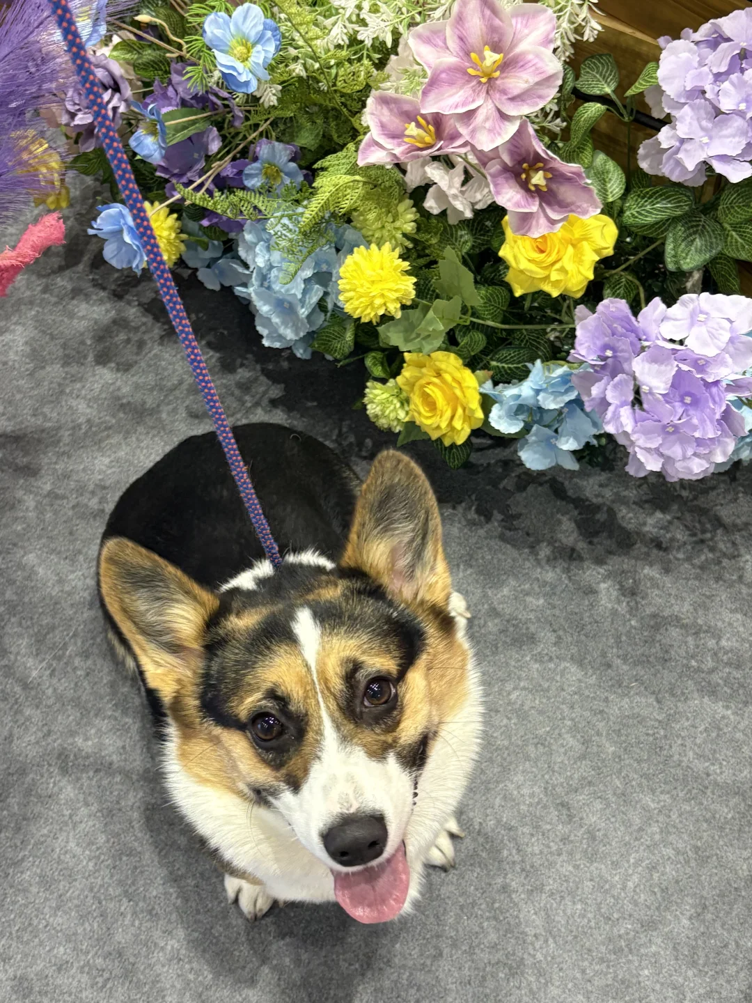 郑州养宠人集合！会展中心宠物展太好逛了！