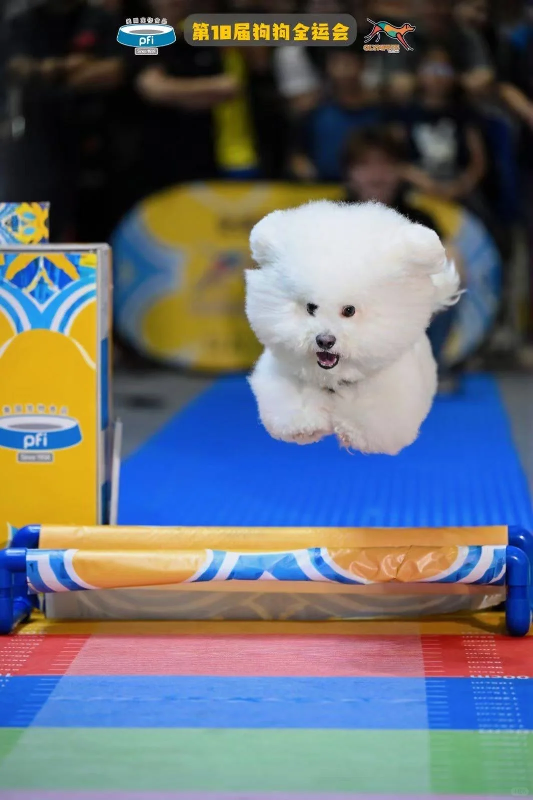 没错，我们把18届狗狗全运会请到东莞啦！