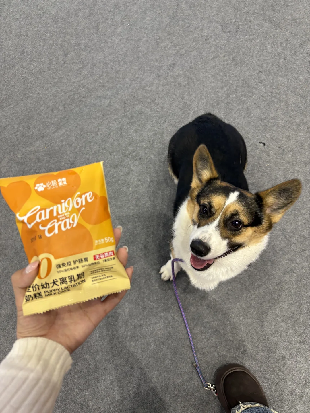 郑州养宠人集合！会展中心宠物展太好逛了！