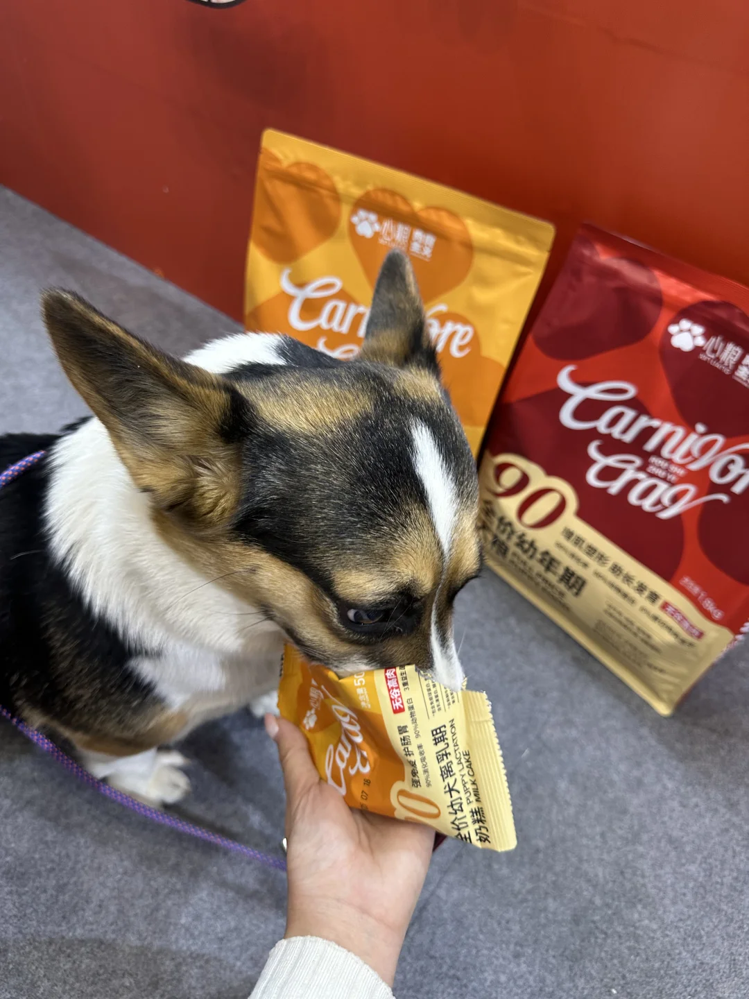 郑州养宠人集合！会展中心宠物展太好逛了！