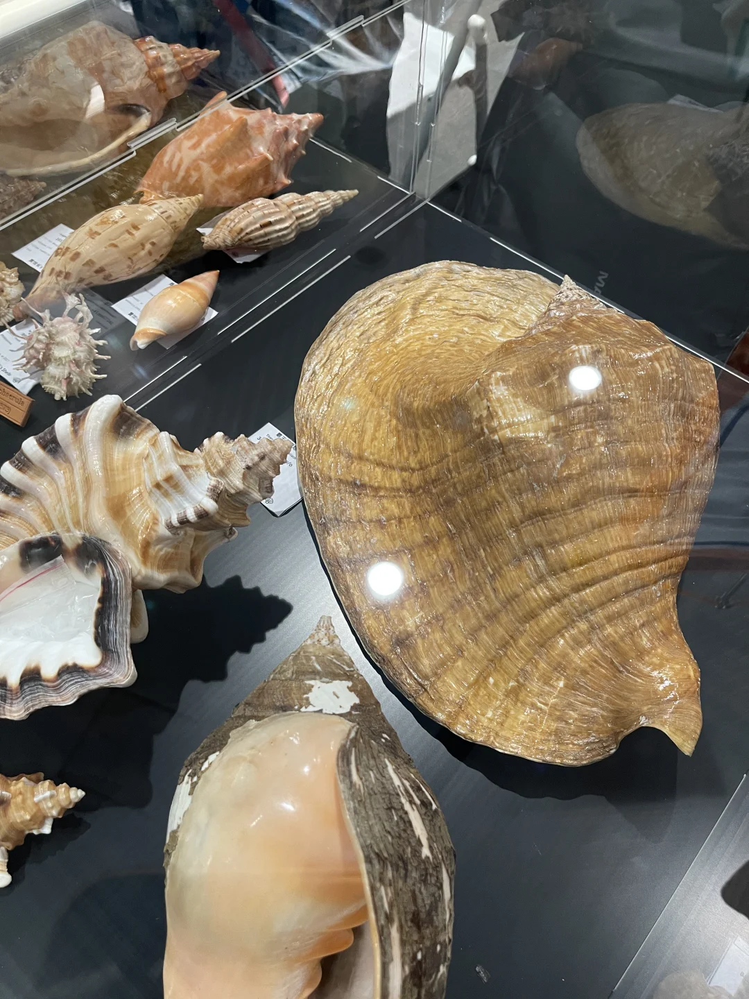 杭州国际贝壳展 现场实图