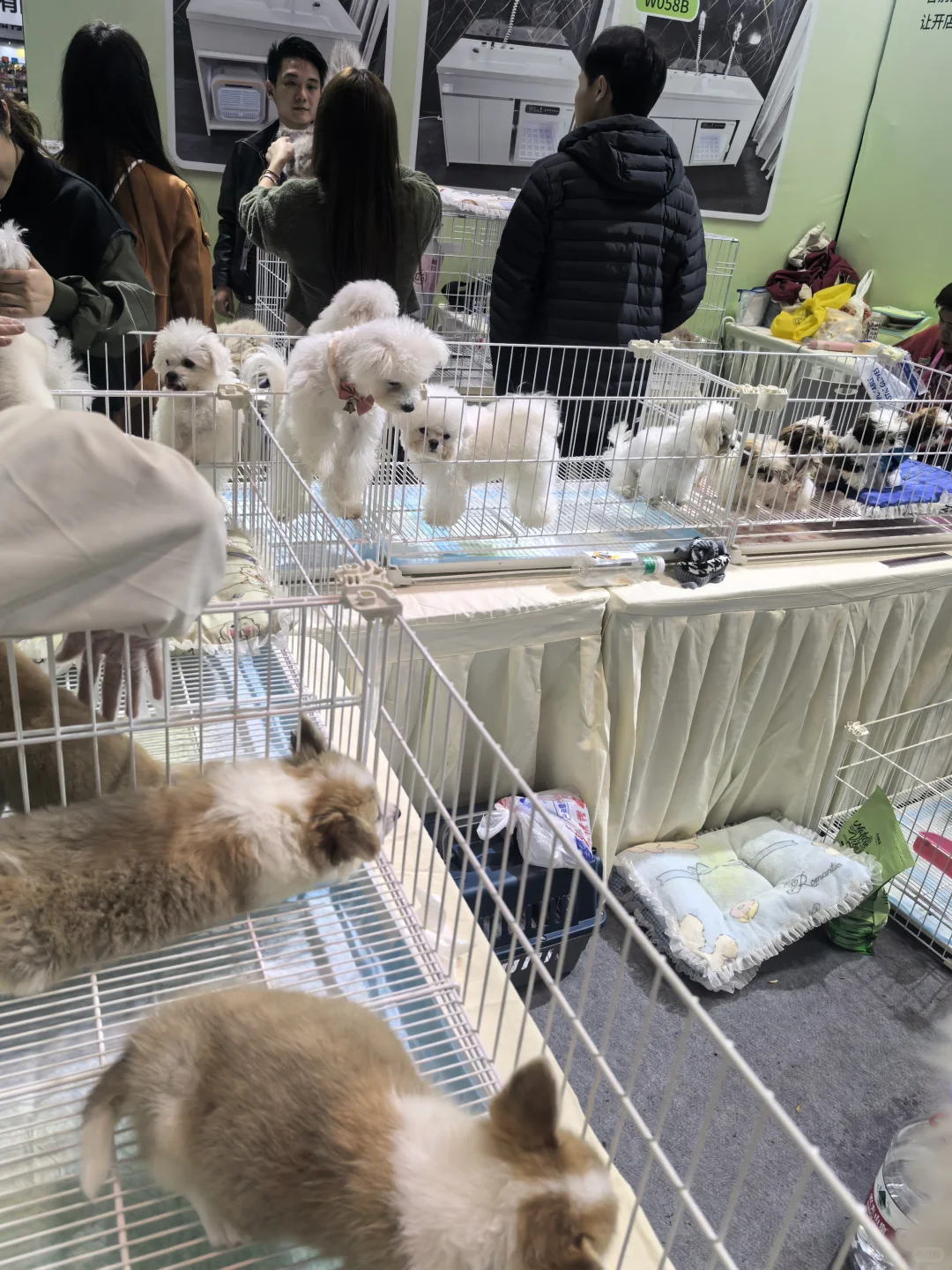 ? 南坪悦宠宠物博览会（万圣场）