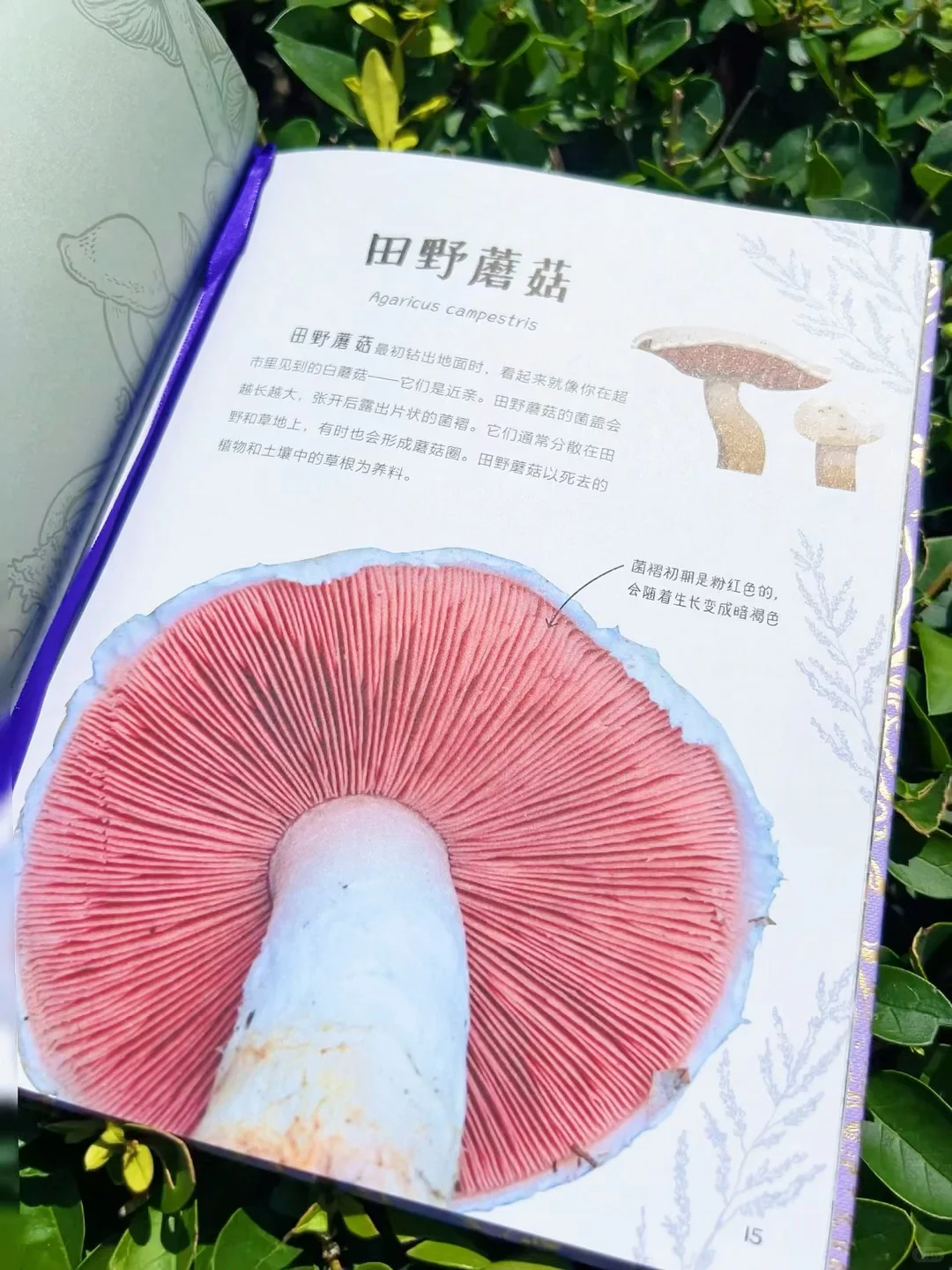 ?送30颗真矿石！实物超惊艳（收到被美晕