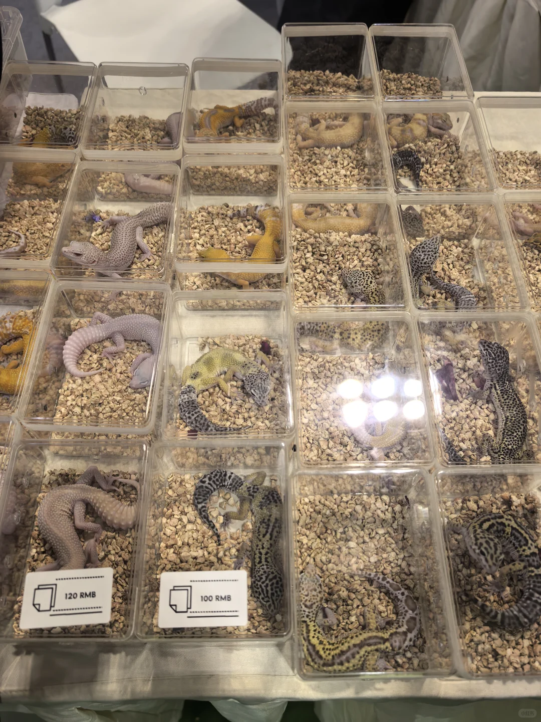 ? 南坪悦宠宠物博览会（万圣场）