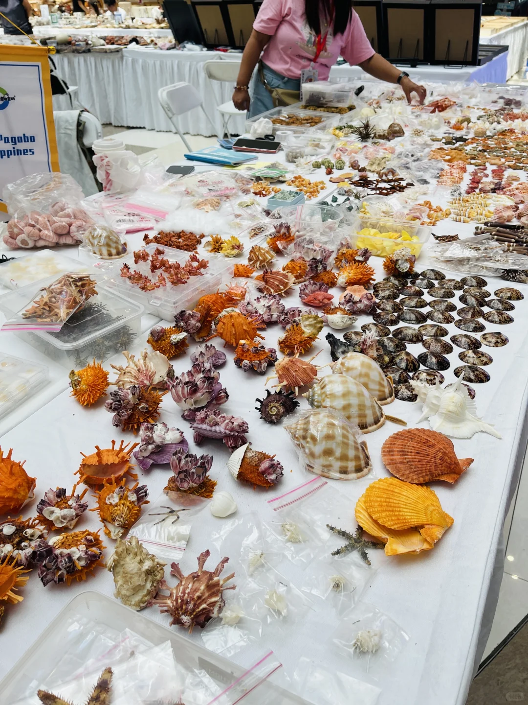 杭州贝壳展，攻略来了