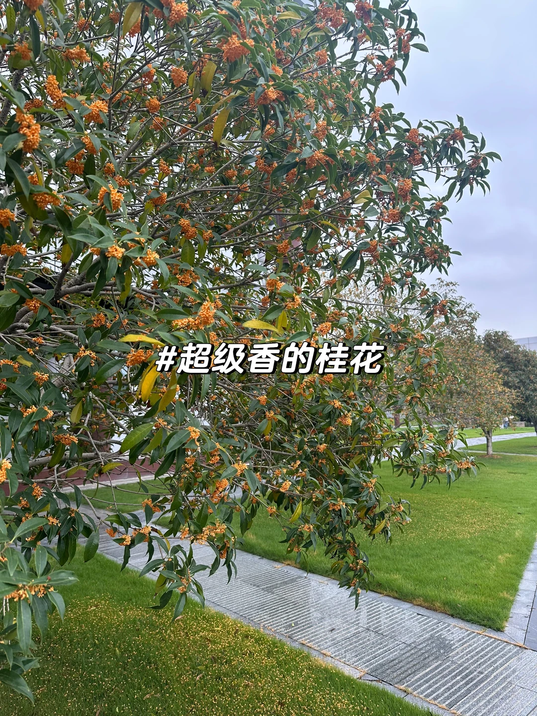 xiii?的SNAI日常｜开学第十二周