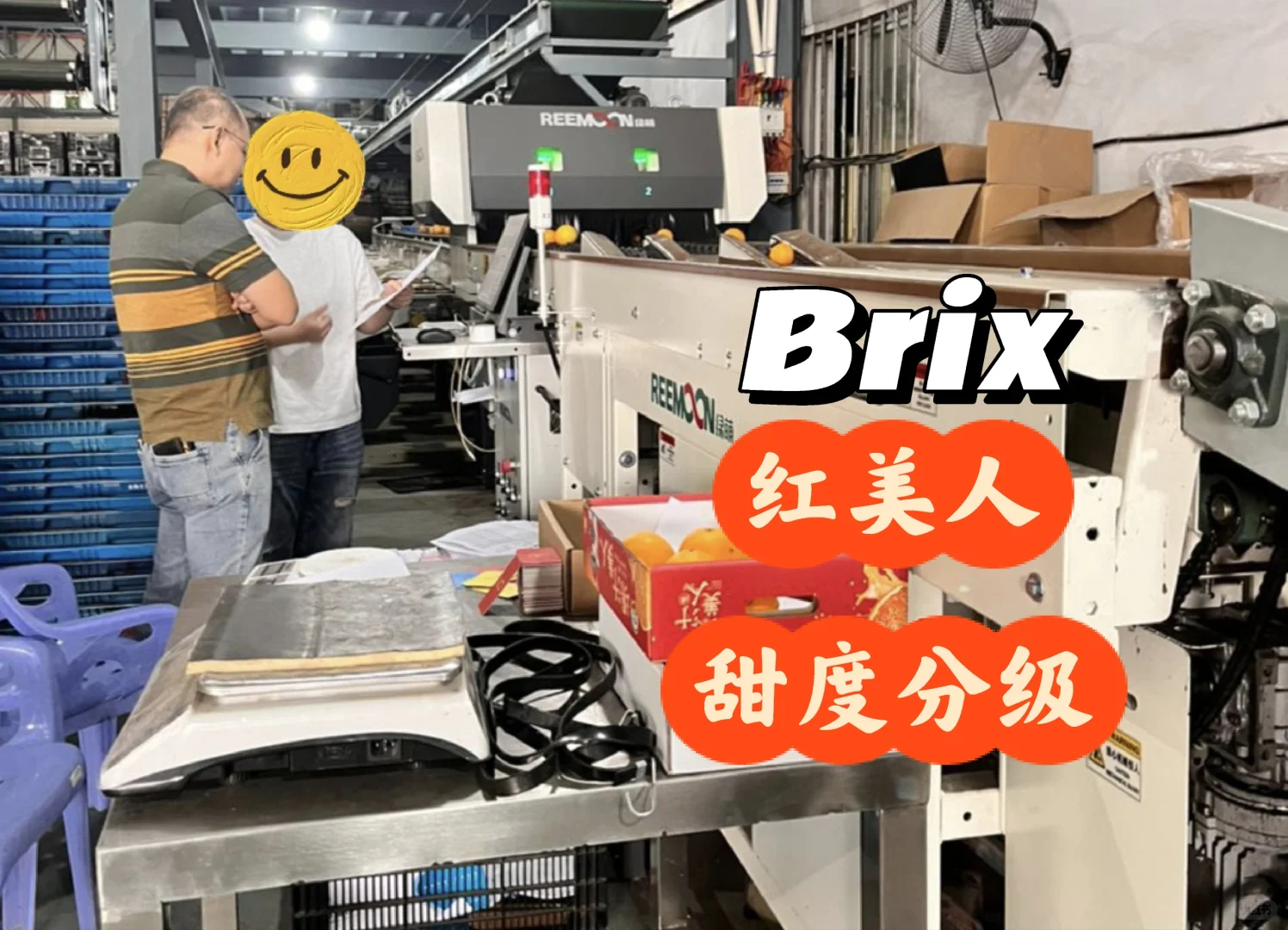 ? 水果分选与检测设备