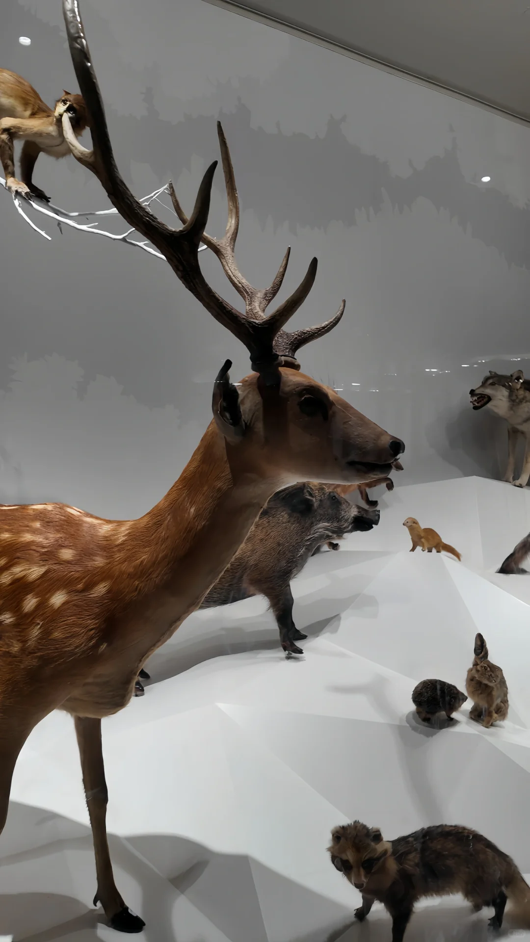 离谱！这家博物馆绝对被低估！亲子游天花板