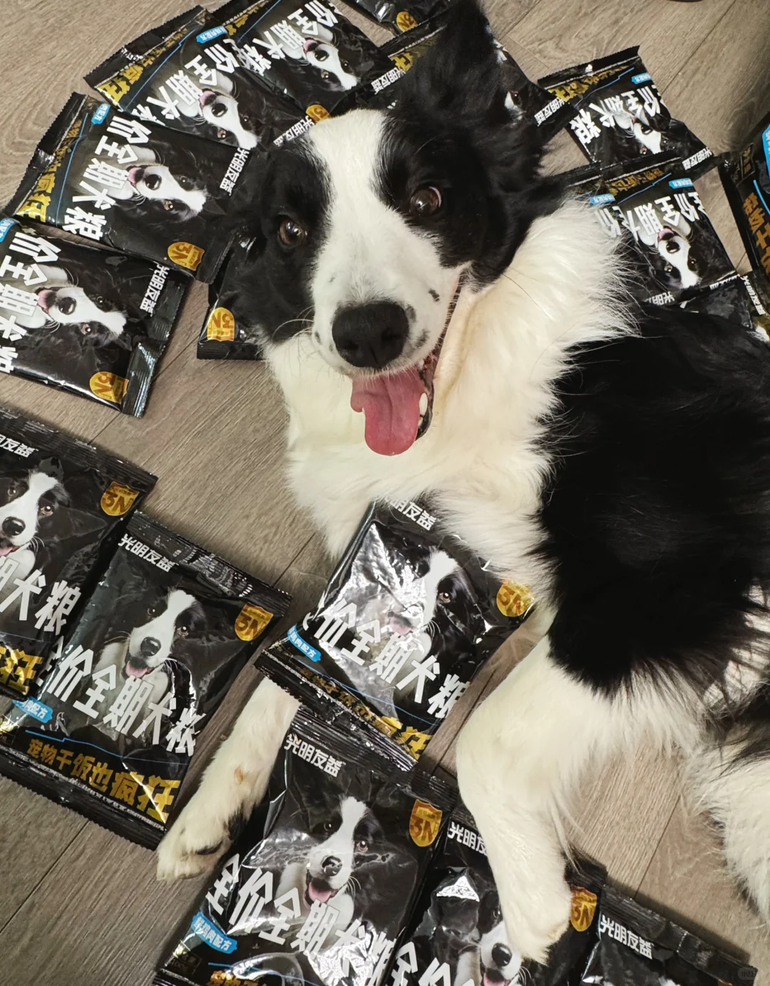 今日份狗子的快乐开箱?