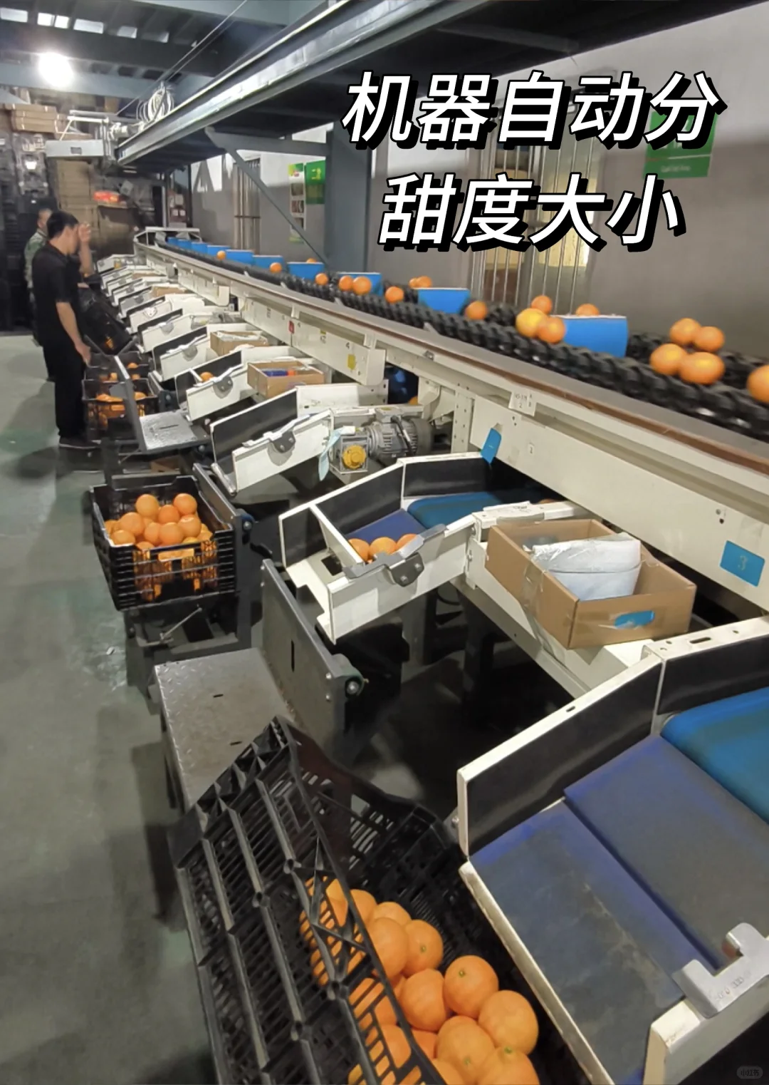 ? 水果分选与检测设备