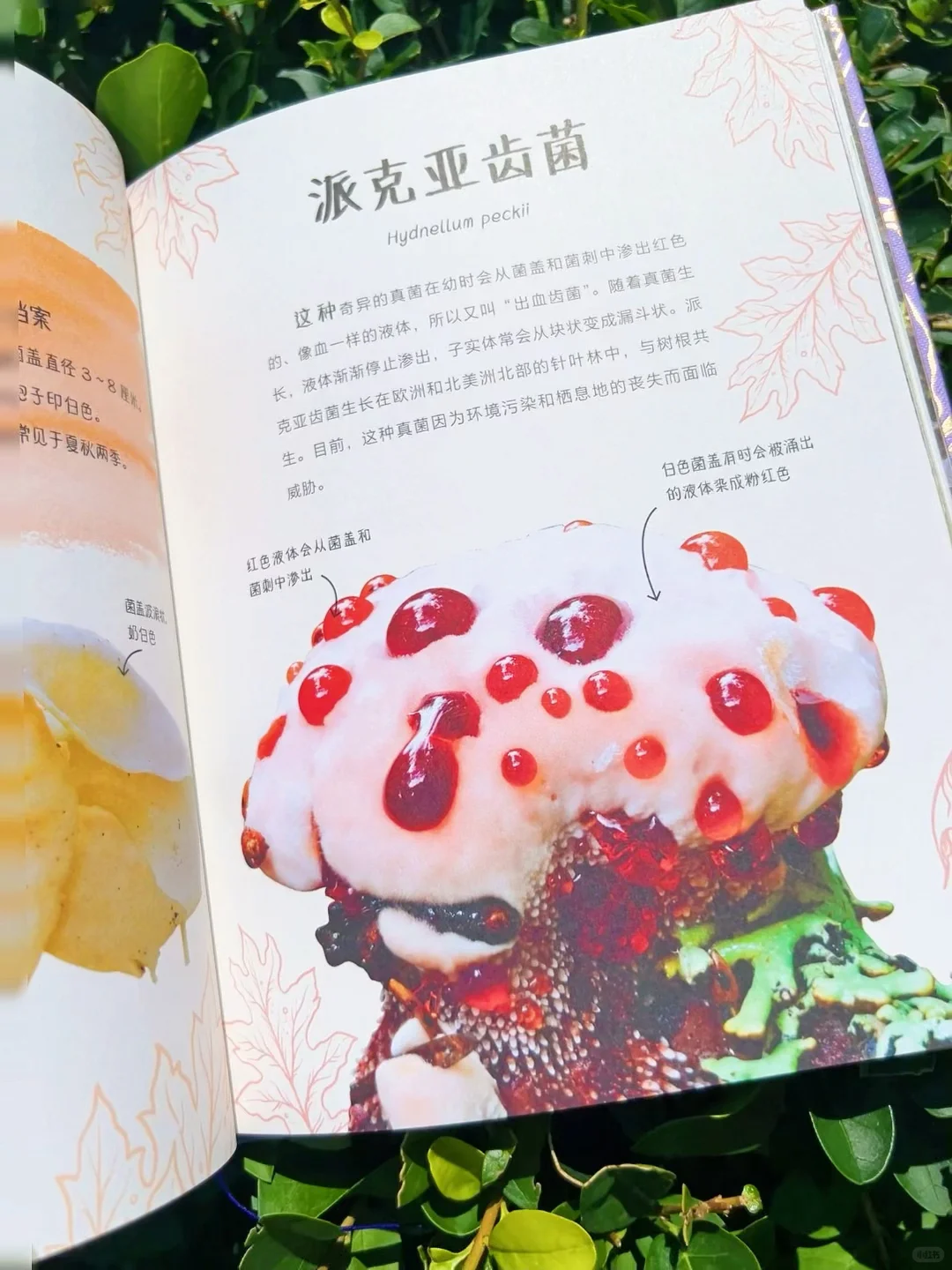 ?送30颗真矿石！实物超惊艳（收到被美晕