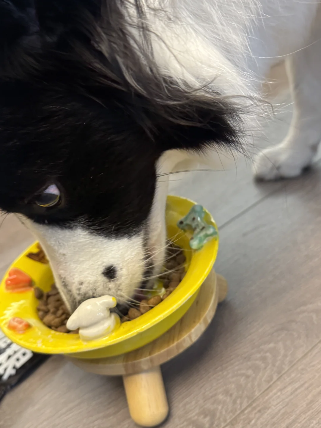 今日份狗子的快乐开箱?