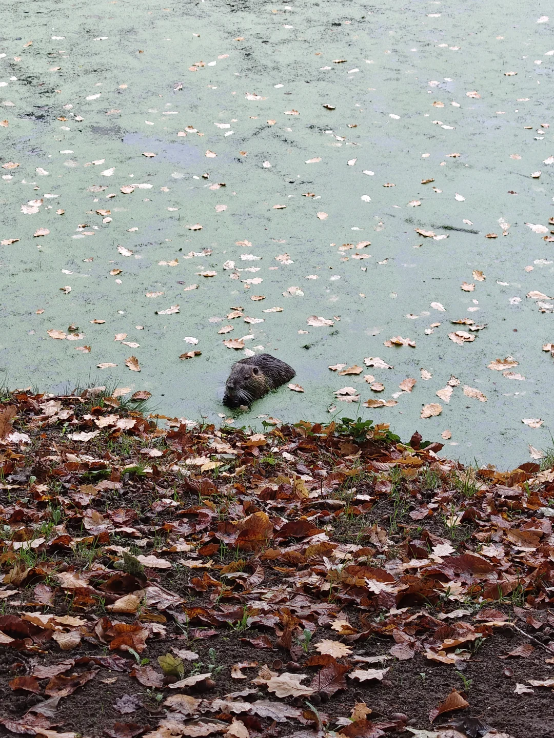 Paderborn帕德博恩一日游?