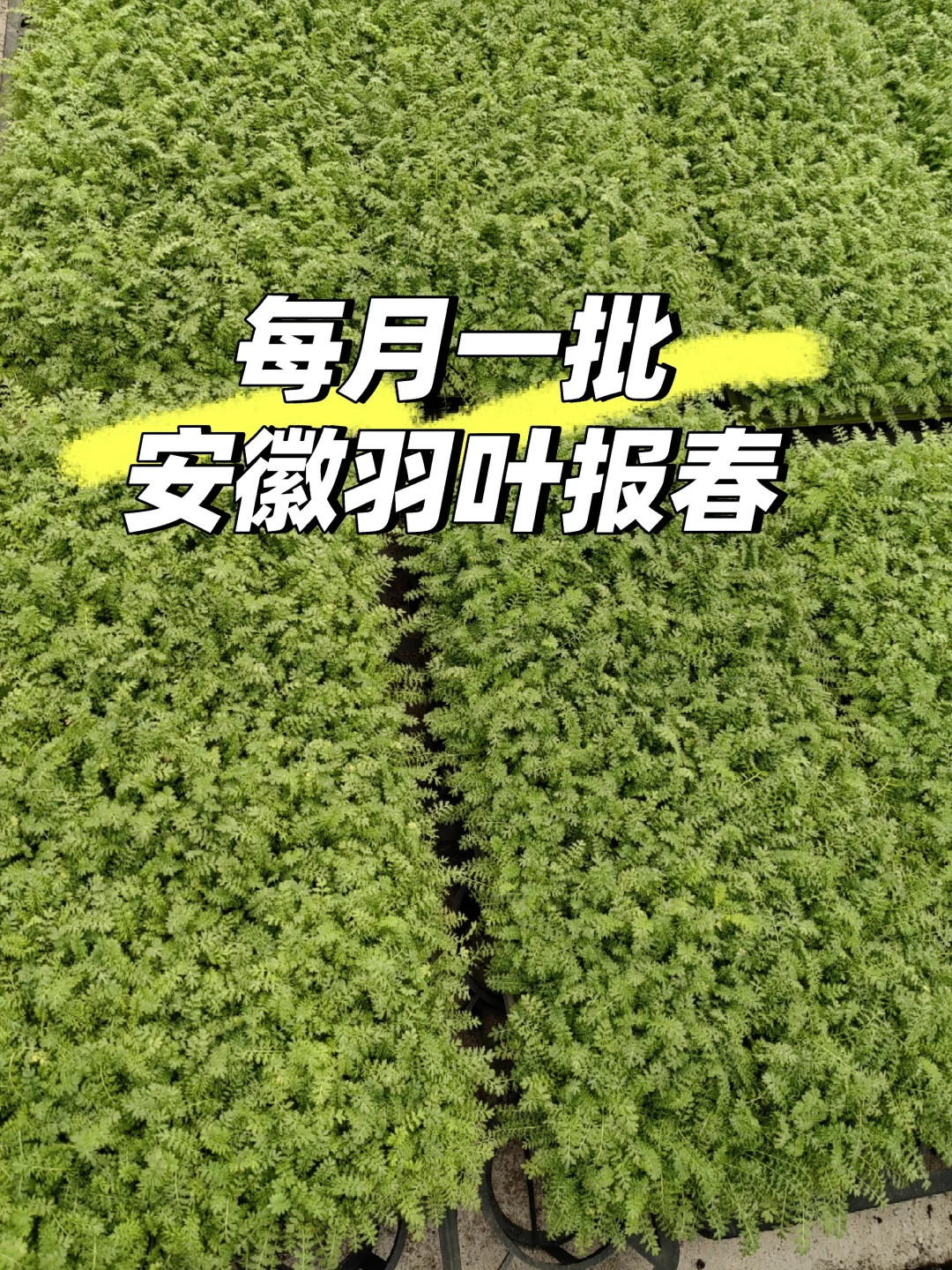 安徽羽叶报春每月一批种苗，1000株