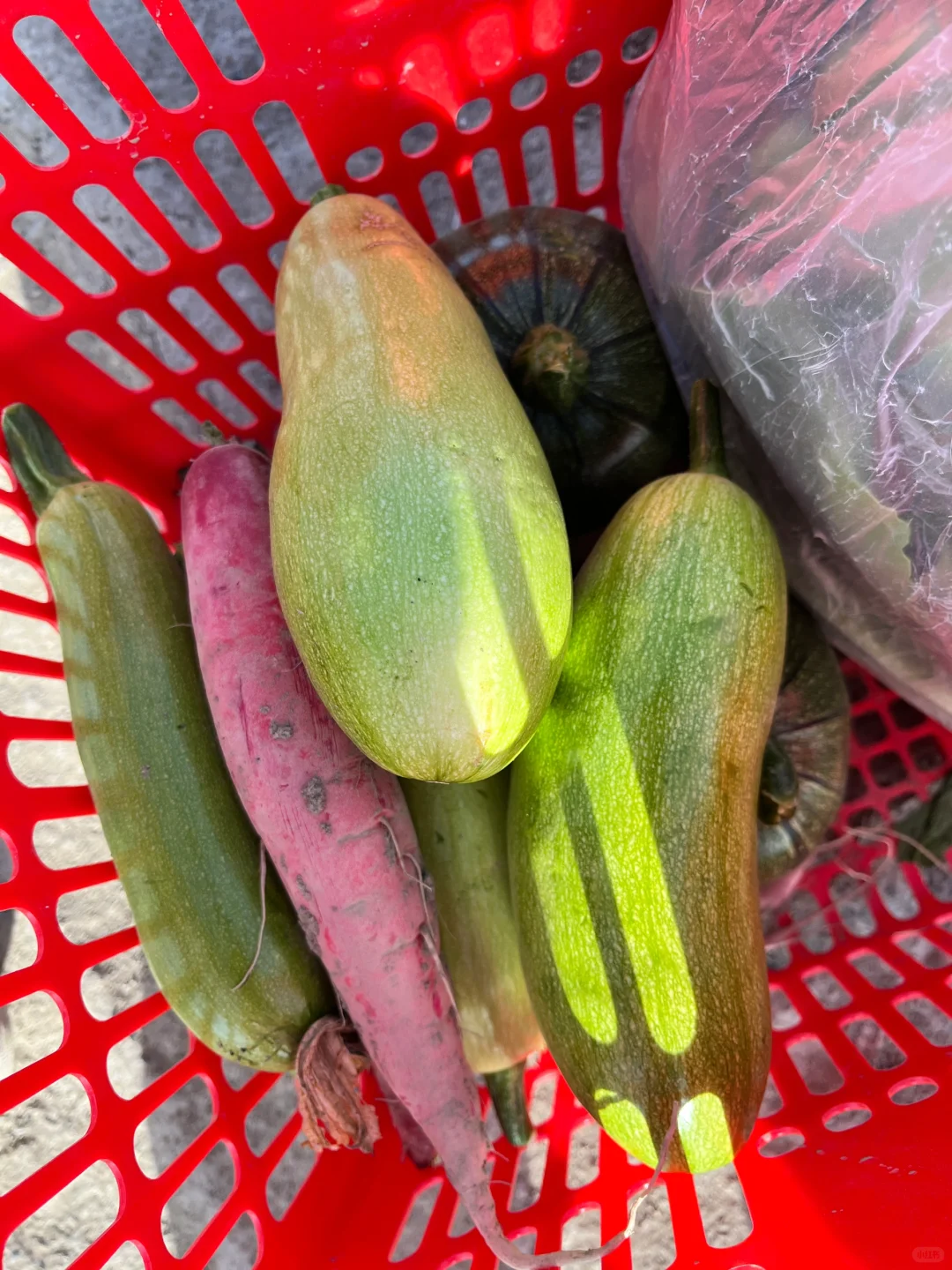 ?自驾30分钟！带娃采摘的好地方又被我发现