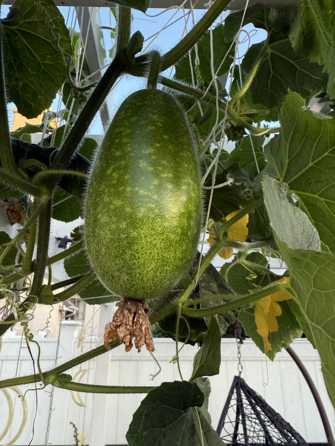 小小菜园 种满蔬果