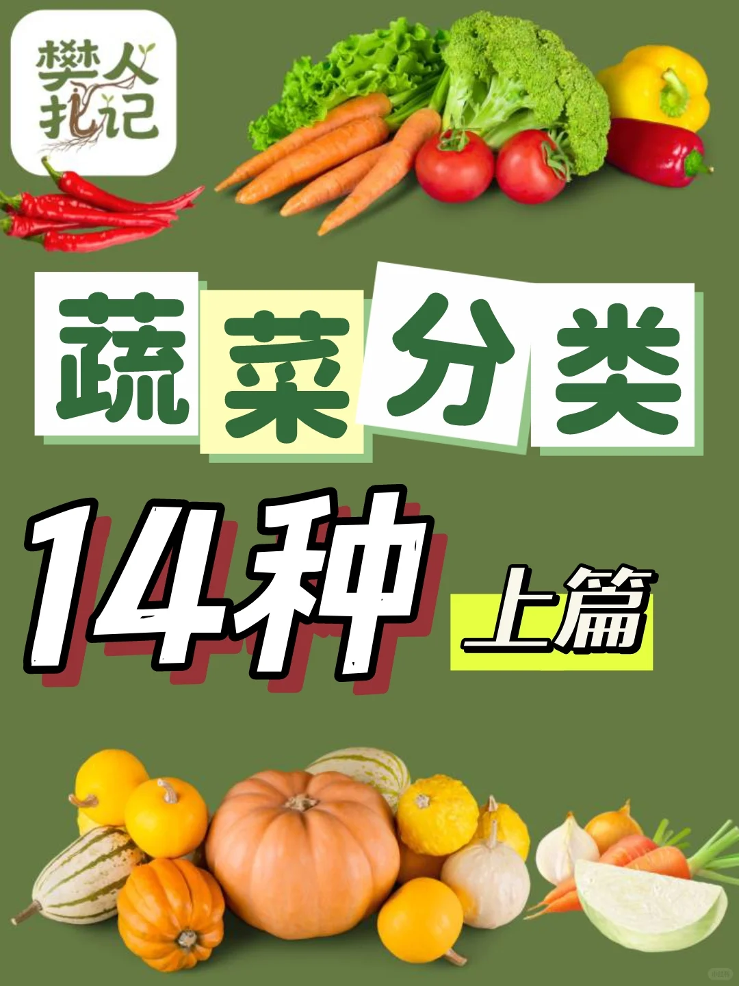 不知道种什么菜❓蔬菜清单看这里（上）