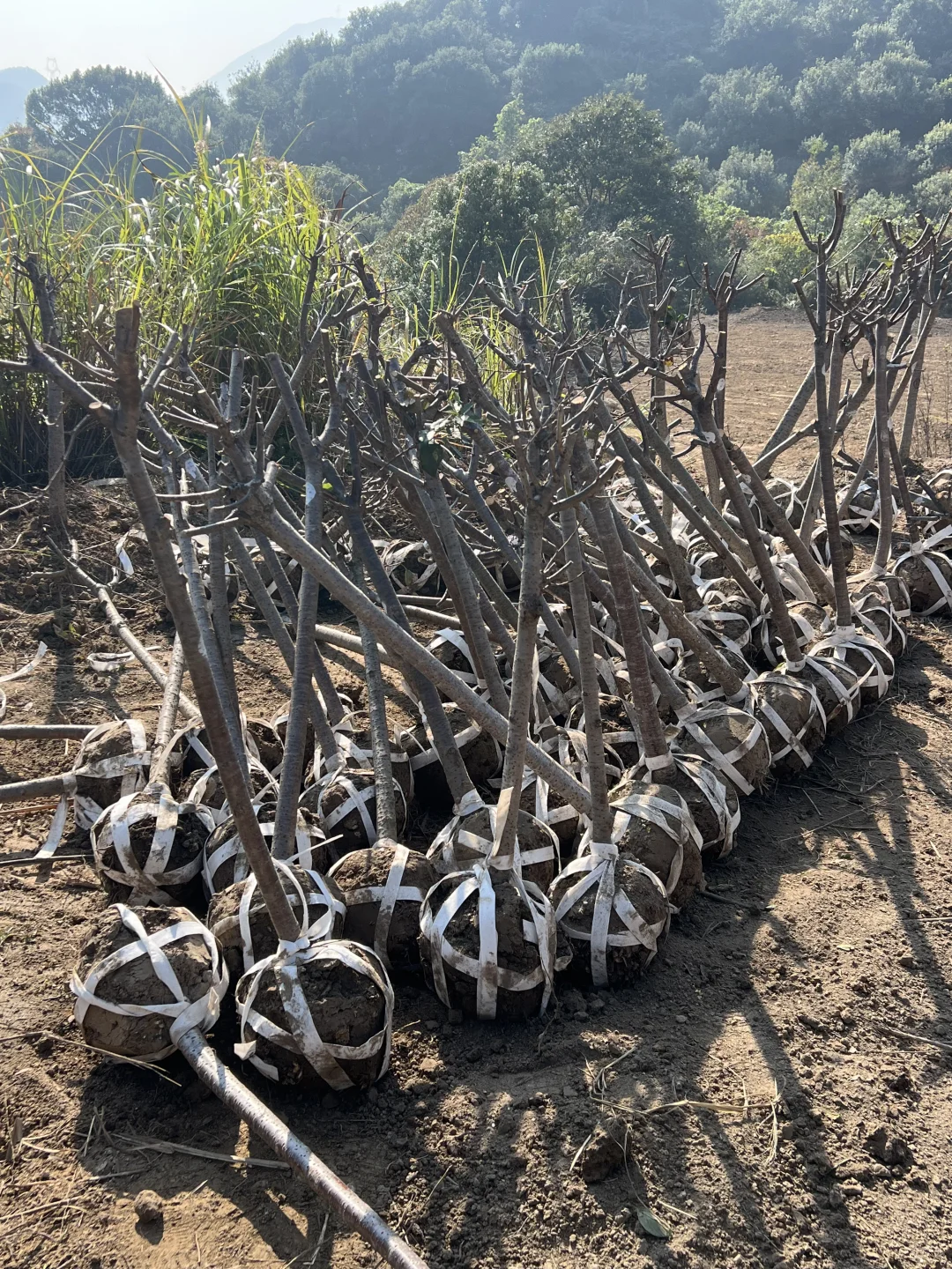 两百株樱花苗木进场