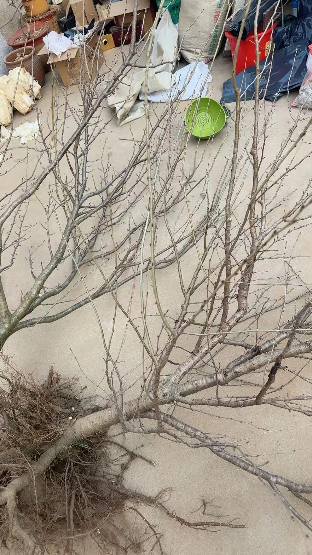 中华小樱桃树各种规格继续起苗了