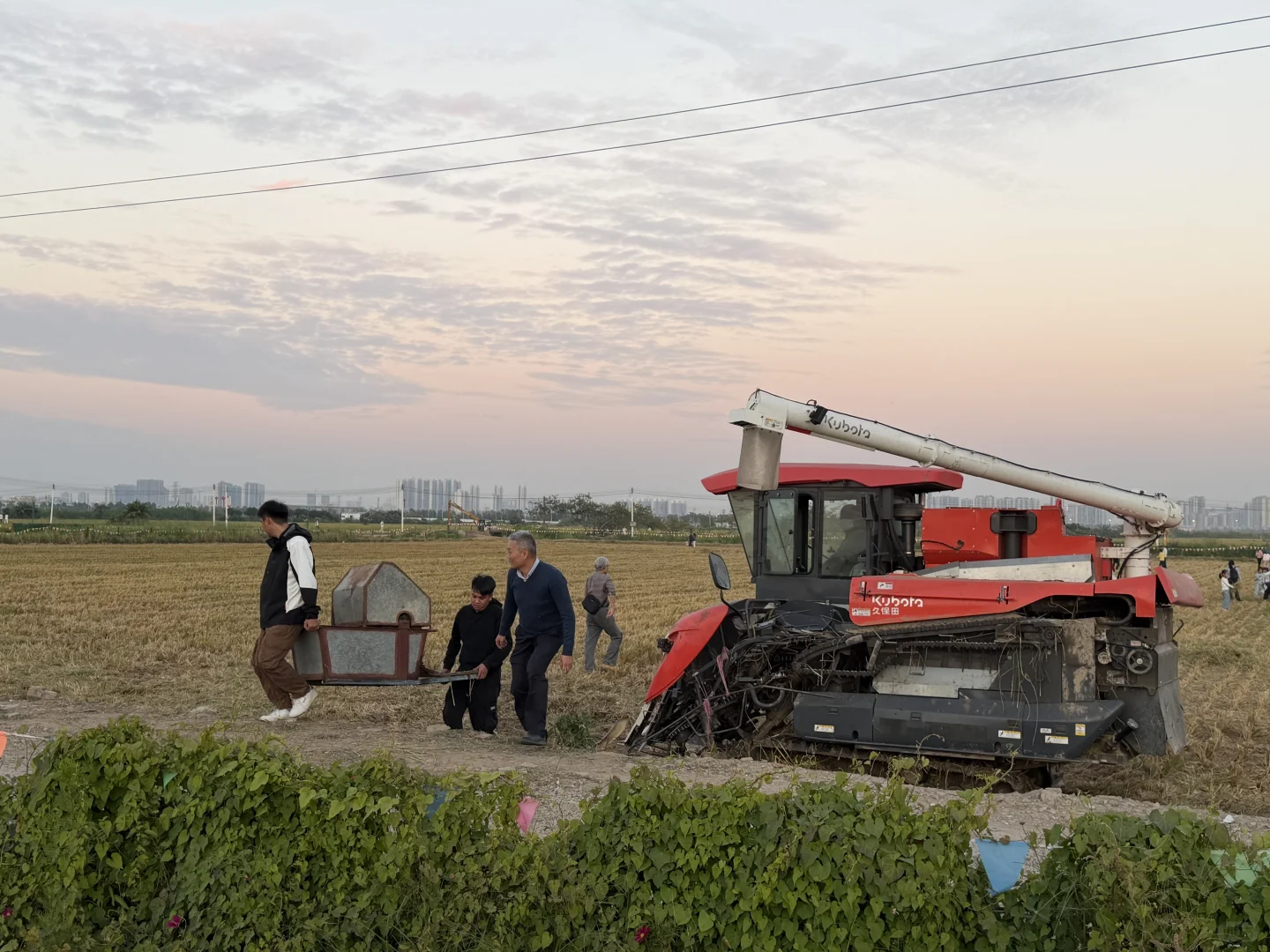 ? 晚稻割禾，又见久保田