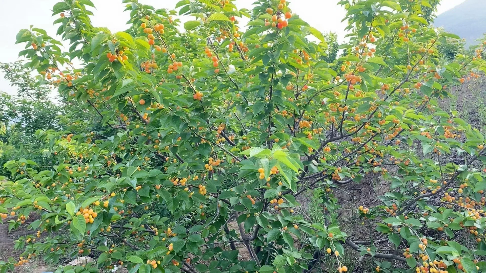 五公分左右的小樱桃树今早挖几棵。