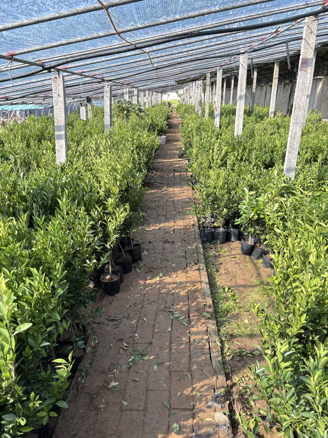 大型橘子树苗培育基地，全部两位数！