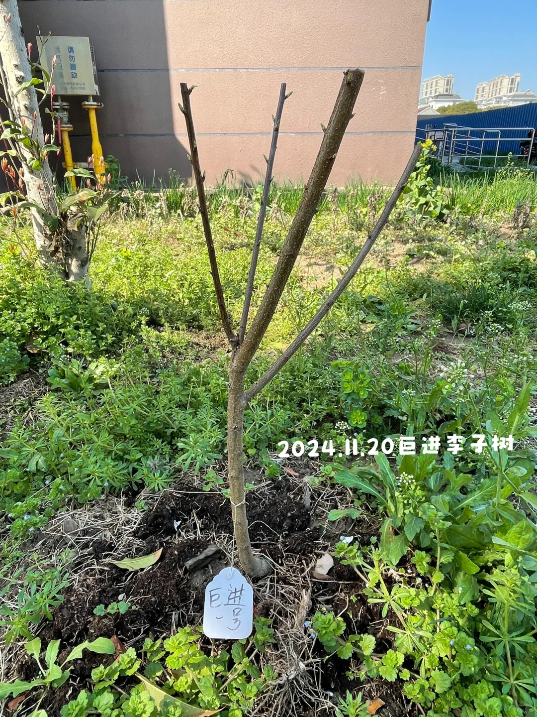 种花的尽头是种果树