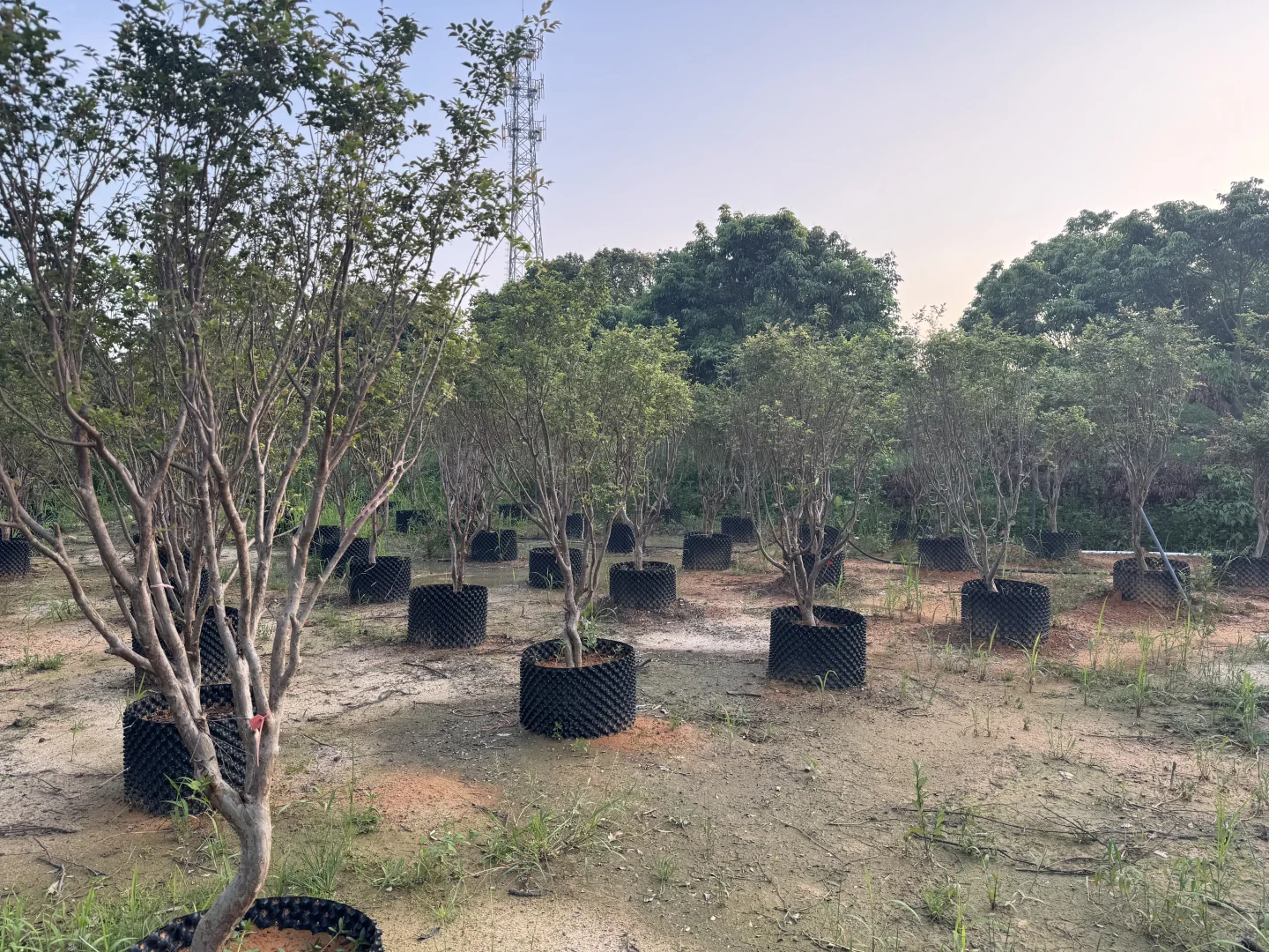 绿化树苗木园林