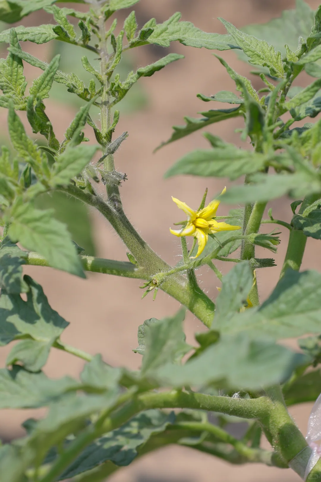 看看菜园子里面有什么