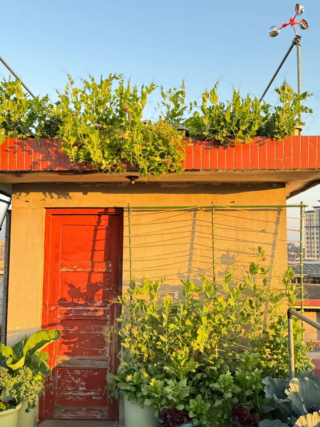 历经两个月从小菜苗到采收大家看我种的如何