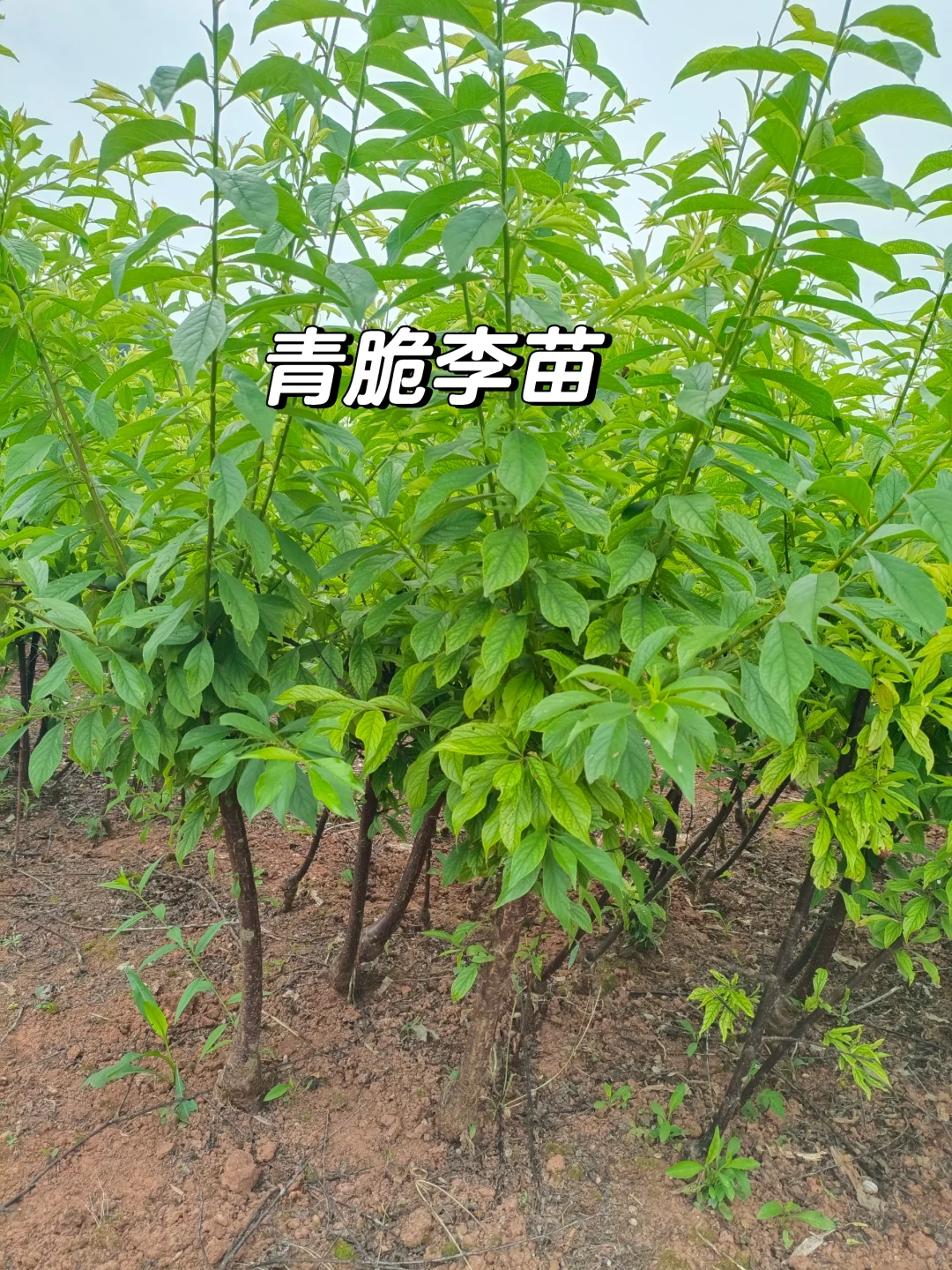 青脆李苗