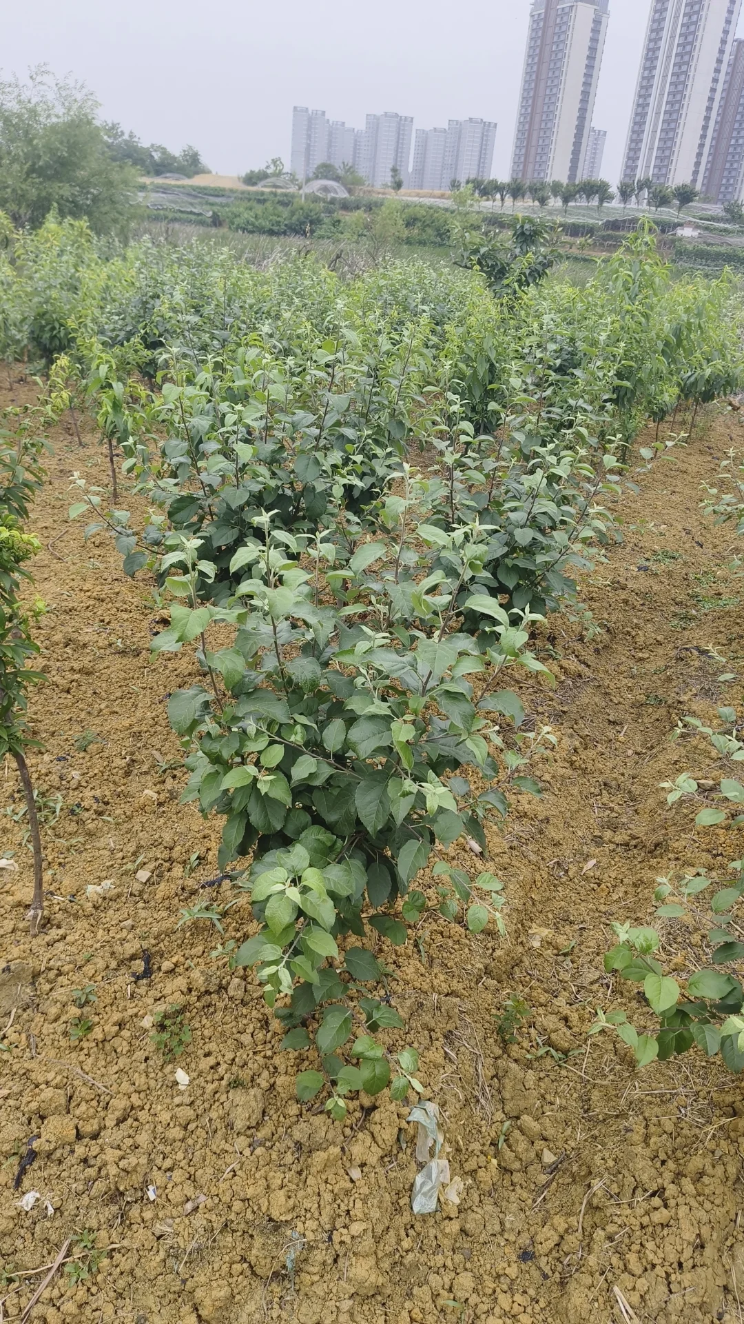 成都市龙泉驿区果树苗圃基地