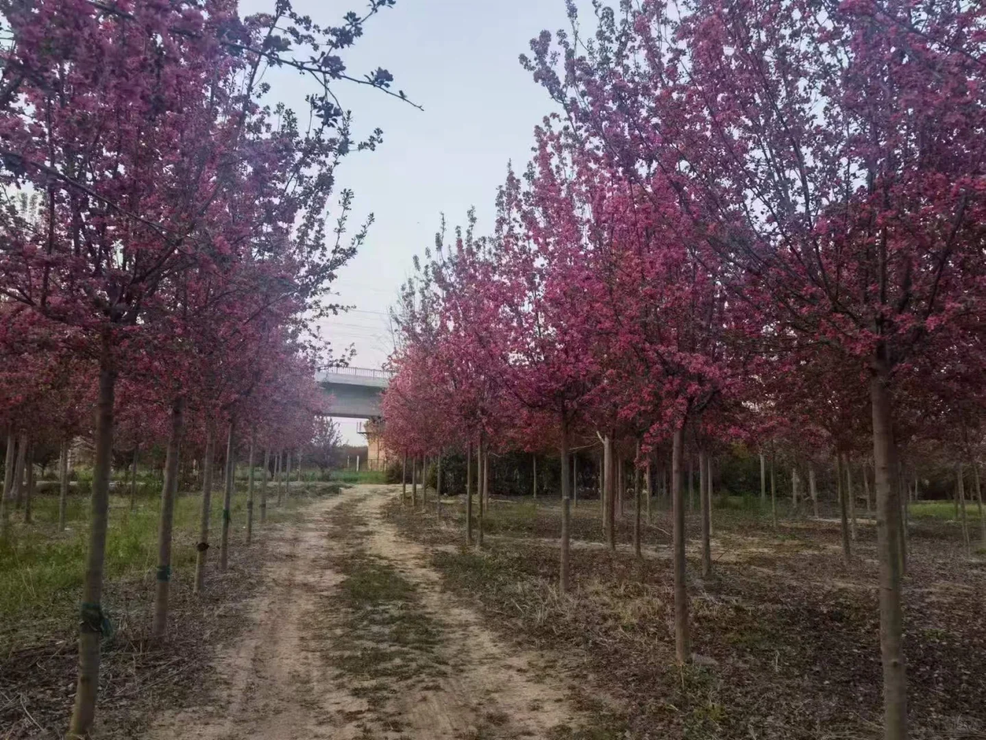 ?济宁400亩苗木基地直供｜工程/庭院优选