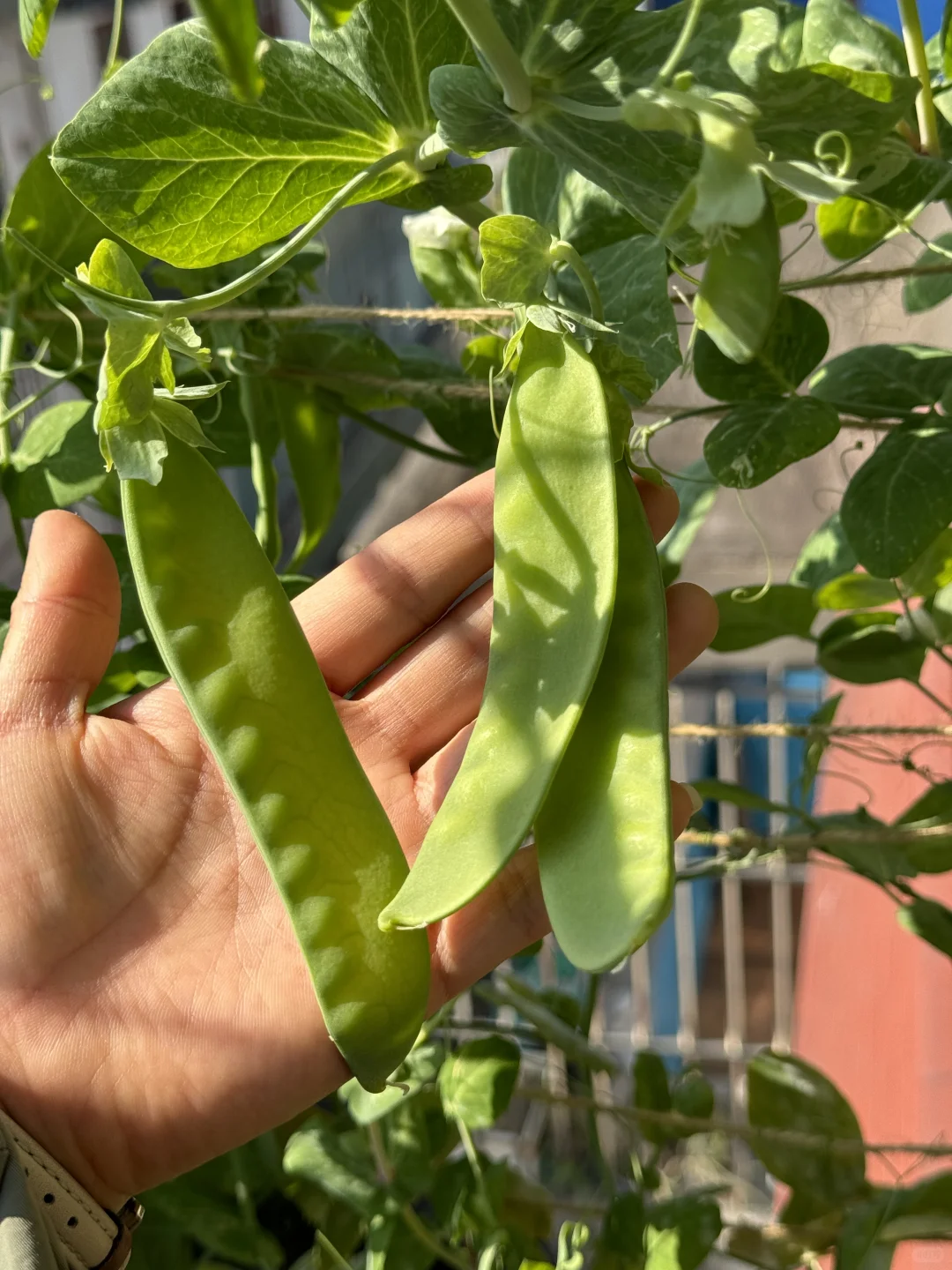 历经两个月从小菜苗到采收大家看我种的如何